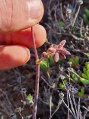 Pelargonium keerombergense