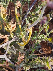 Pelargonium keerombergense