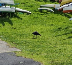 Porphyrio melanotus melanotus