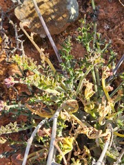 Pelargonium keerombergense