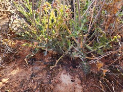 Pelargonium keerombergense