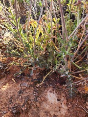 Pelargonium keerombergense