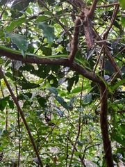 Ahaetulla farnsworthi