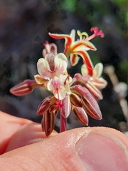 Pelargonium keerombergense