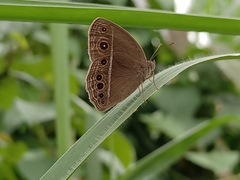 Mycalesis mineus
