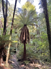 Dicksonia fibrosa