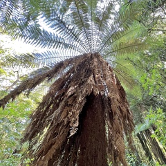 Dicksonia fibrosa