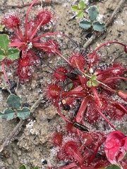 Drosera schmutzii