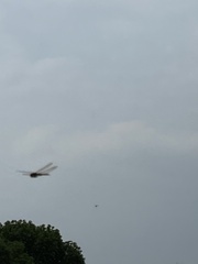 Pseudothemis zonata
