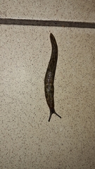 Limacus
