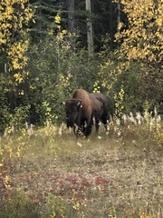 Bison bison athabascae
