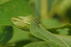 Chrysosoma globiferum