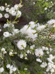 Melaleuca ericifolia