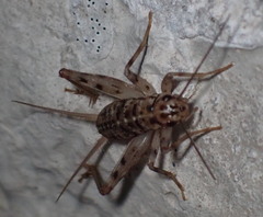 Gryllomorpha dalmatina