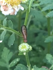 Trypetoptera canadensis