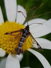 Synanthedon tipuliformis