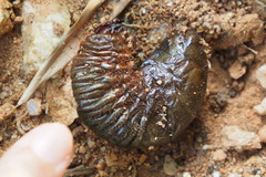 Trichogomphus mongol