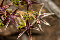 Calectasia