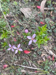 Boronia edwardsii