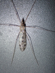 Tipula confusa