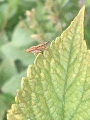 Trypetoptera canadensis