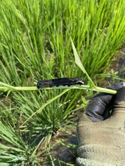 Theretra oldenlandiae