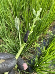 Theretra oldenlandiae