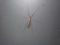 Tipula confusa