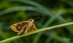 Taractrocera ceramas