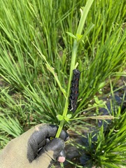 Theretra oldenlandiae