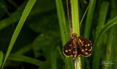 Taractrocera ceramas