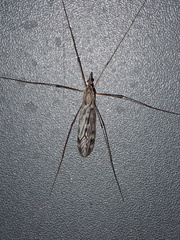Tipula confusa