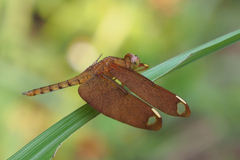 Neurothemis fulvia