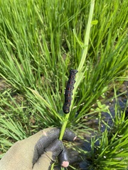 Theretra oldenlandiae