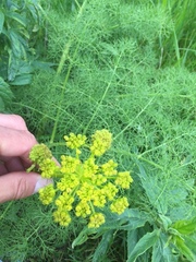 Prangos ferulacea