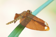 Neurothemis fulvia