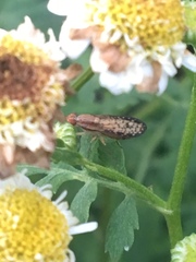 Trypetoptera canadensis