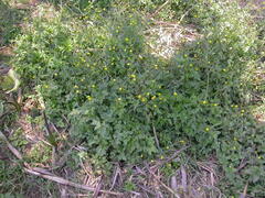 Ranunculus multifidus image