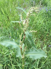 Rumex alpinus