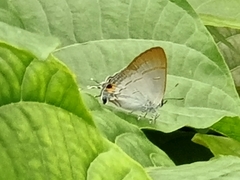 Hypolycaena erylus