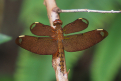 Neurothemis fulvia