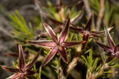 Calectasia