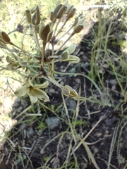 Kohautia amatymbica