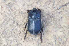 Trichogomphus mongol