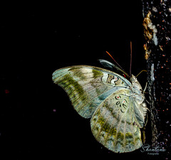 Dophla evelina