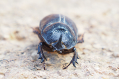 Trichogomphus mongol