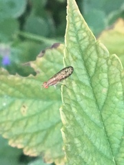 Trypetoptera canadensis