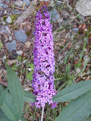 Buddleja