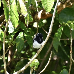 Petroica macrocephala toitoi