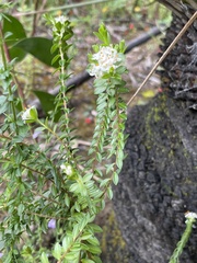 Pimelea flava dichotoma